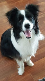 Chicken Breast 80g or 250g | Healthy Jerky Treats for Dogs & Cats