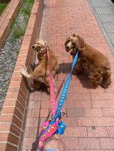 Correa de mascotas Animal Purple