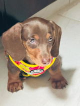 Pechera para mascotas  y Correa - Monstruos