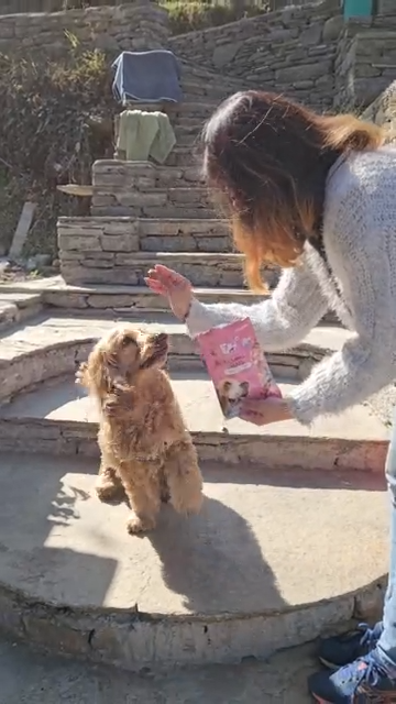 Fullr Calming, Soft & Chewy Sticks for Dog
