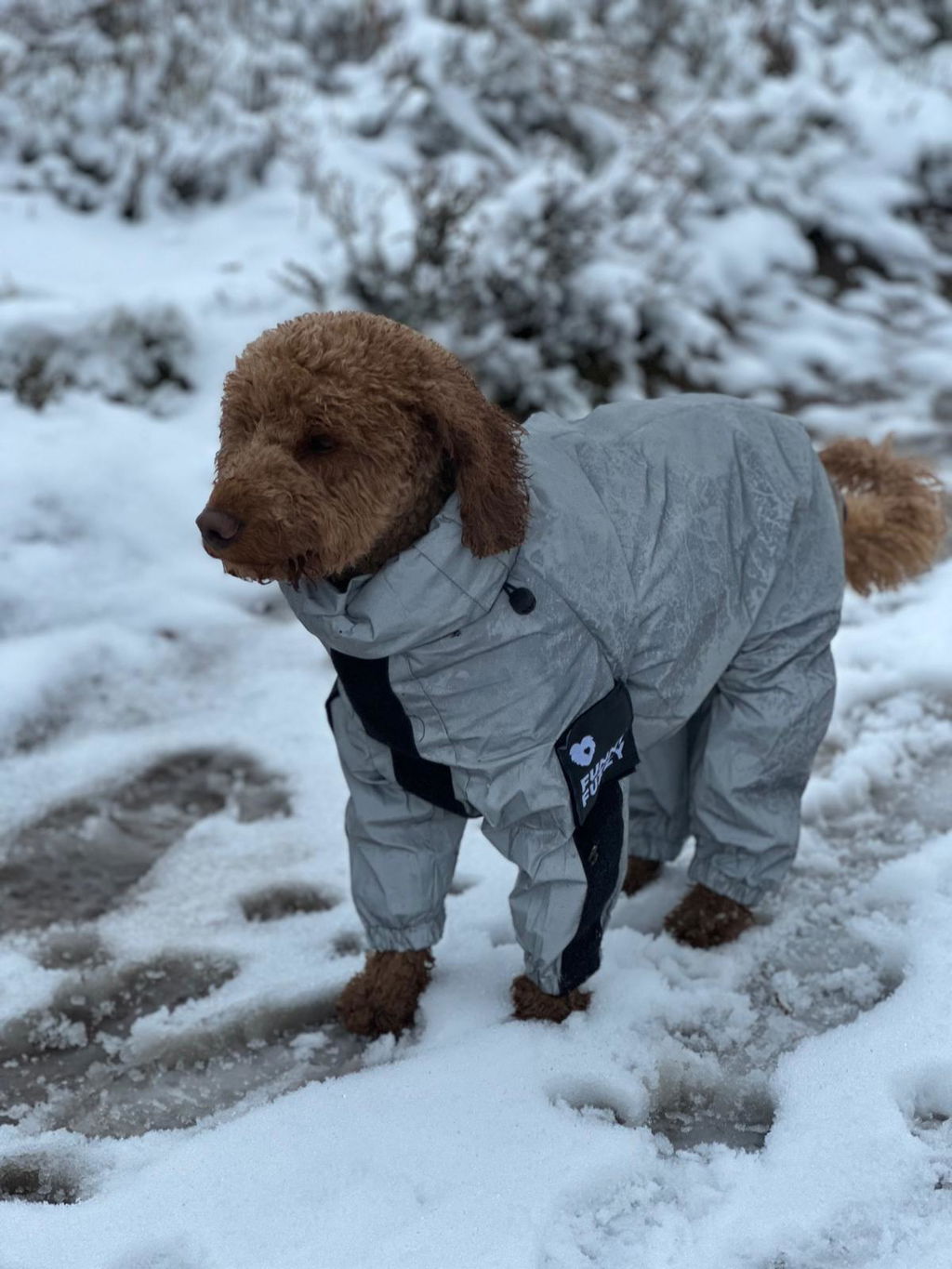 Manteau imperméable réfléchissant Manteau de pluie pour chien