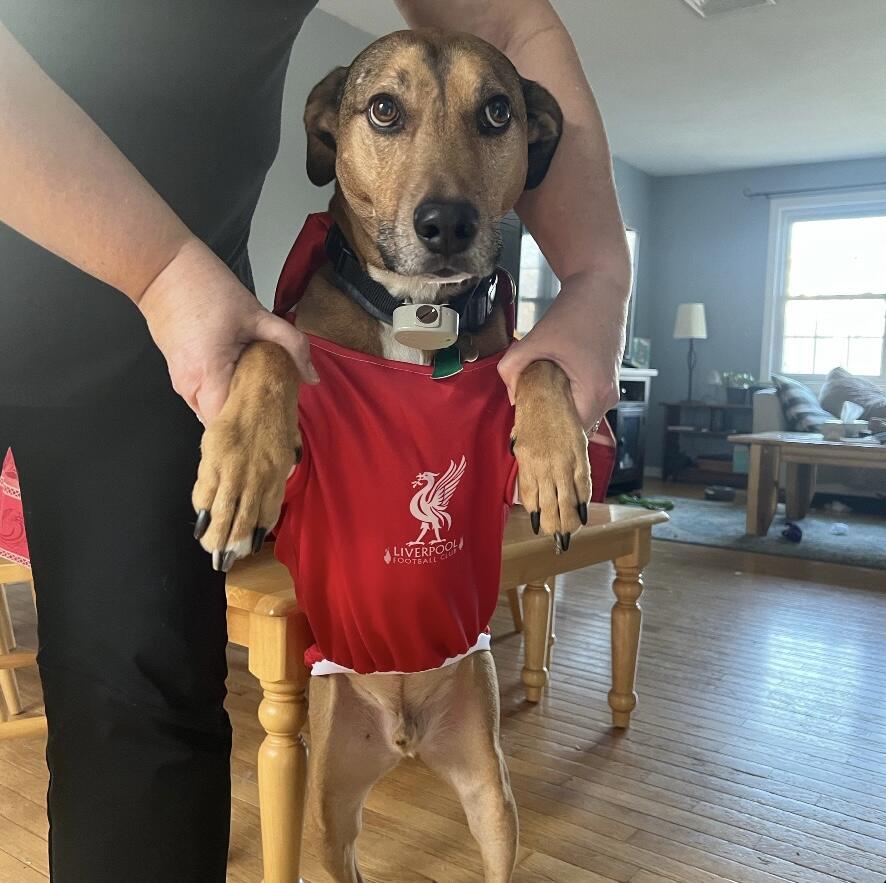 FurGifty