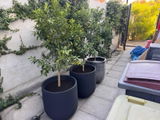 Kumquat XXL + Macetero Bruma - Elige tu color