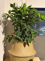 Ficus Benjamina Anastasia + Canasto - Elige el que más te guste
