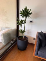 Dracena Golden Dream Trio + Macetero Bruma - Elige tu color