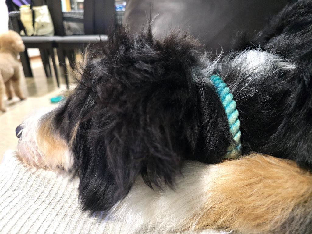 Rope and Leather Dog Collar, Teal (FINAL SALE)