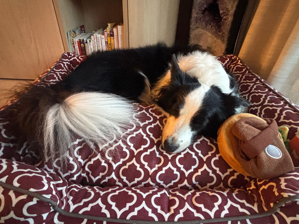 [Pre-order]Lounge Dog Bed: Moroccan Marsala