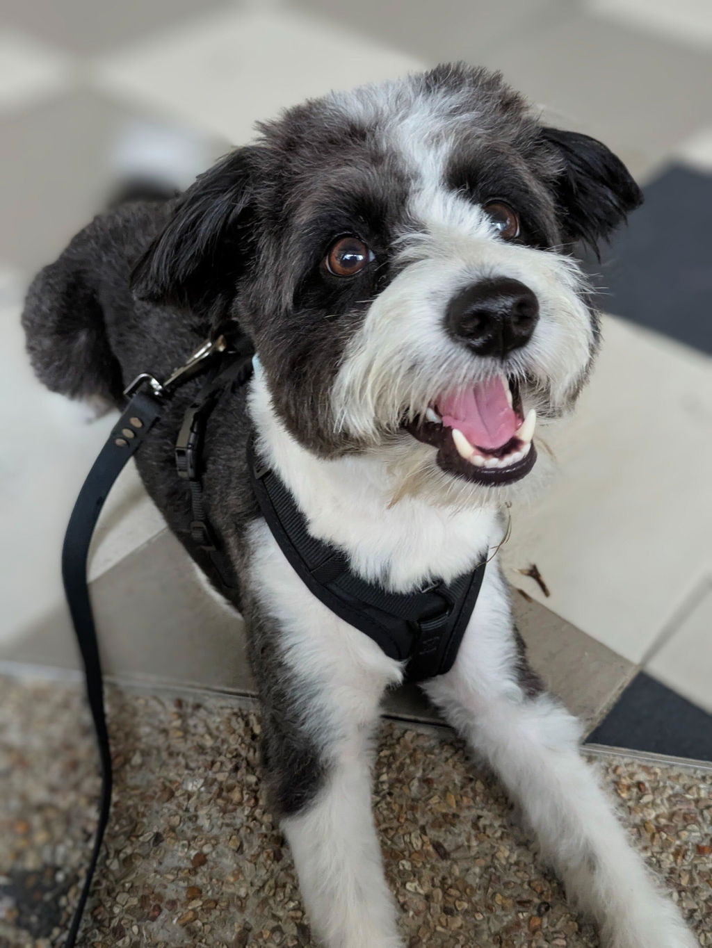 Cloud7: Y-3 AKTIV Softshell Dog Harness, Black