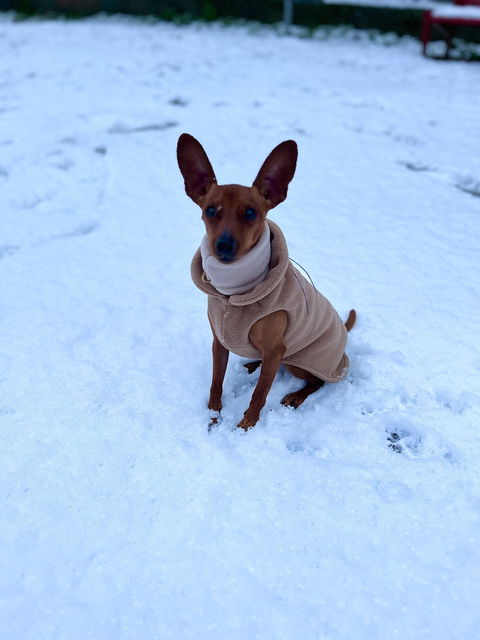 Goldhund
