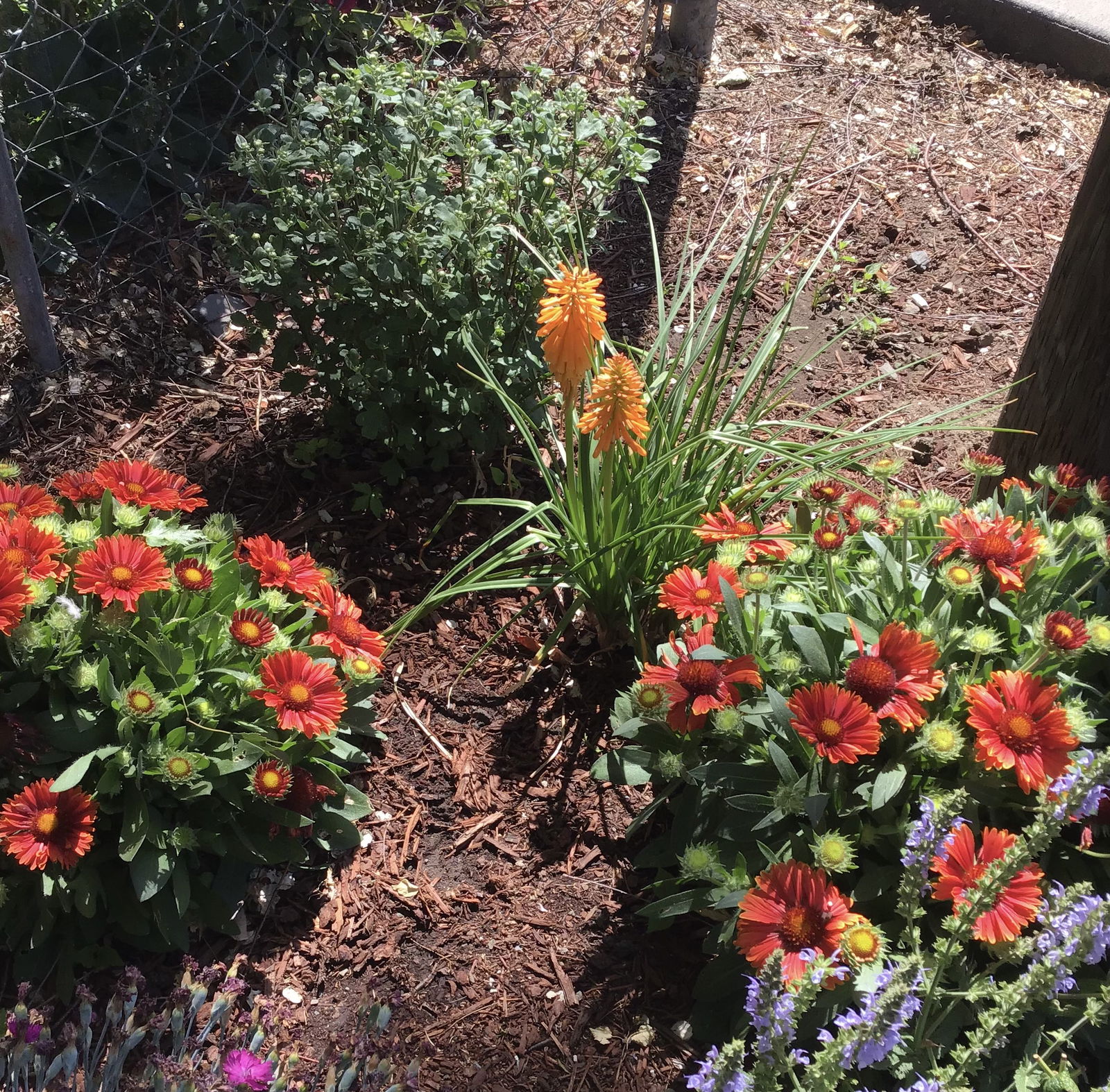 Pyromania™ 'Orange Blaze' Red Hot Poker | Perennials – Great