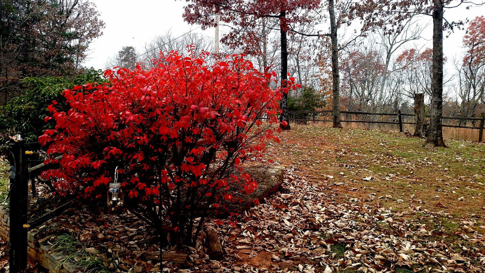 Compactus' Burning Bush | Shrubs & Trees – Great Garden Plants