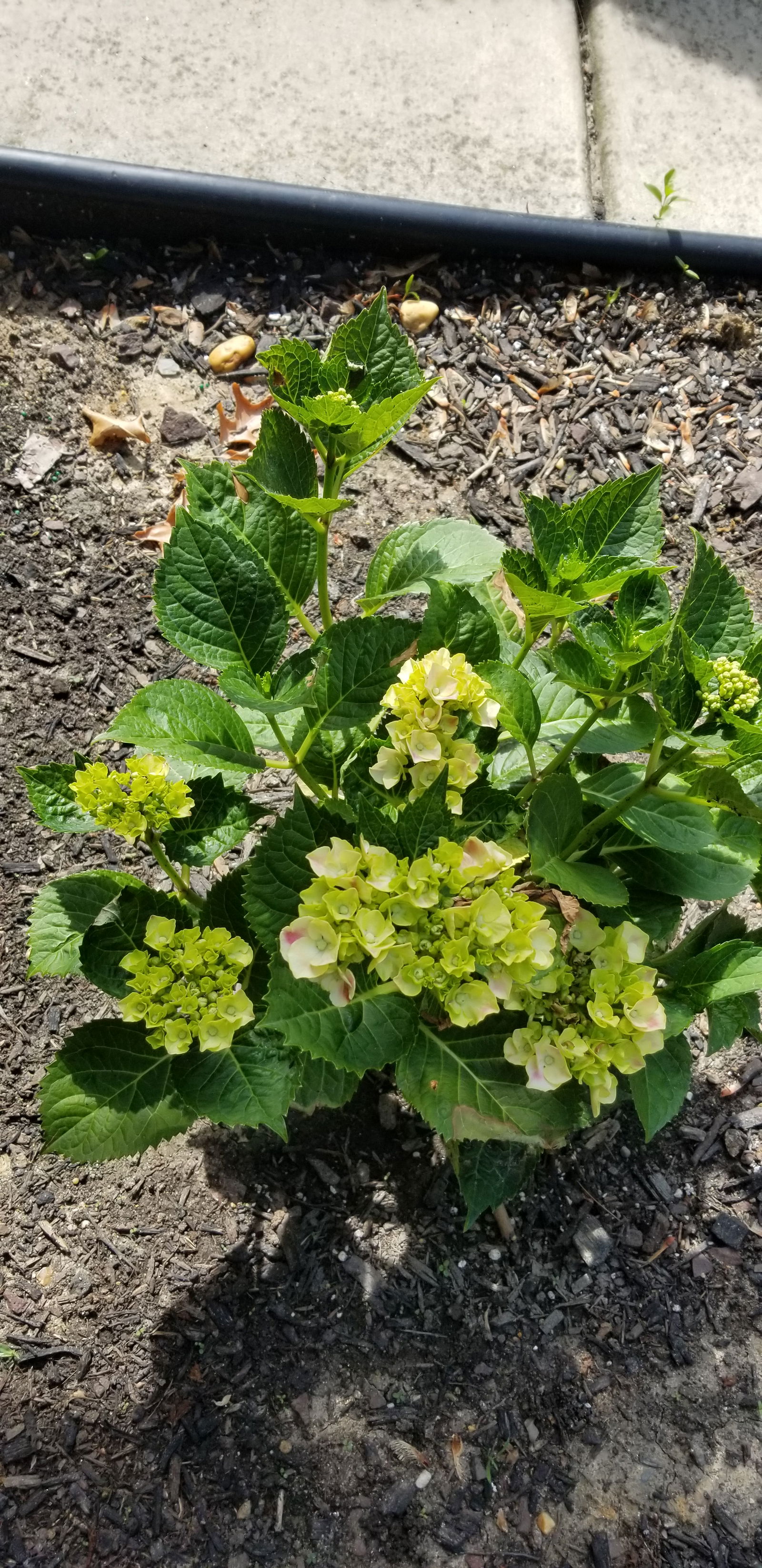 Cityline® Mars Bigleaf Hydrangea | Shrubs & Trees – Great Garden