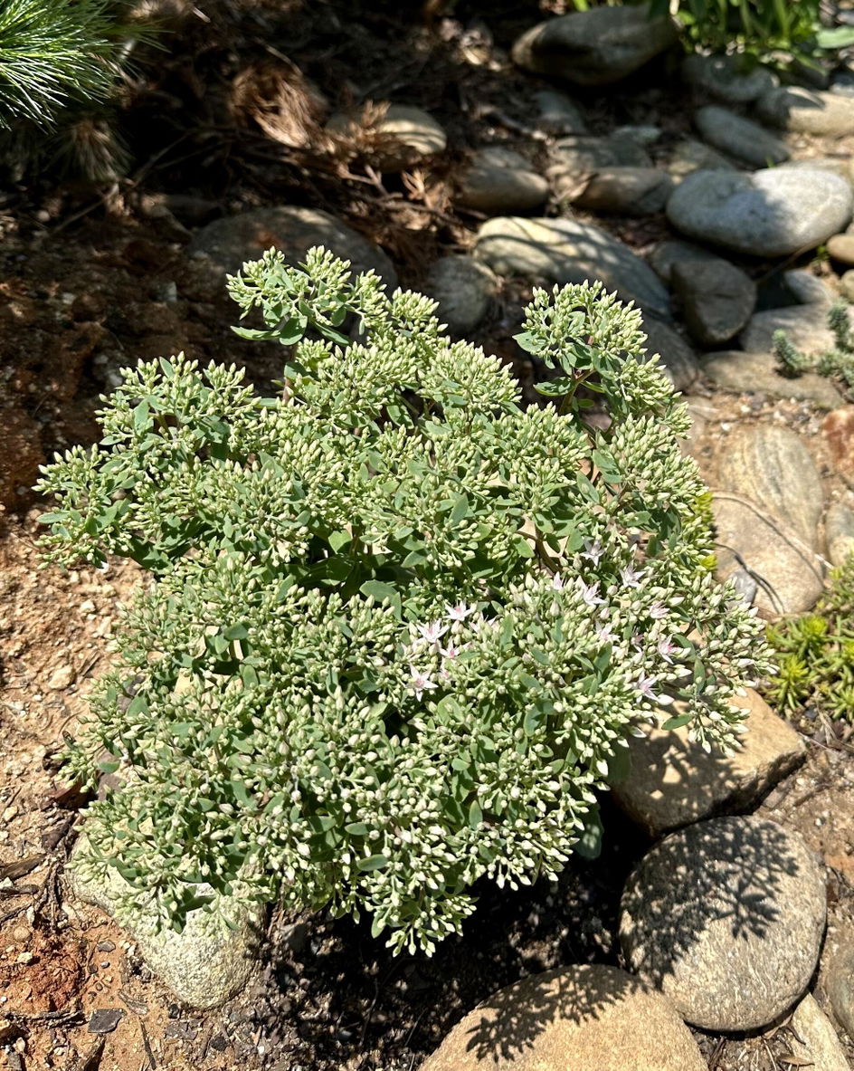 Rock 'N Round™ 'Pure Joy' Stonecrop | Perennials – Great Garden Plants