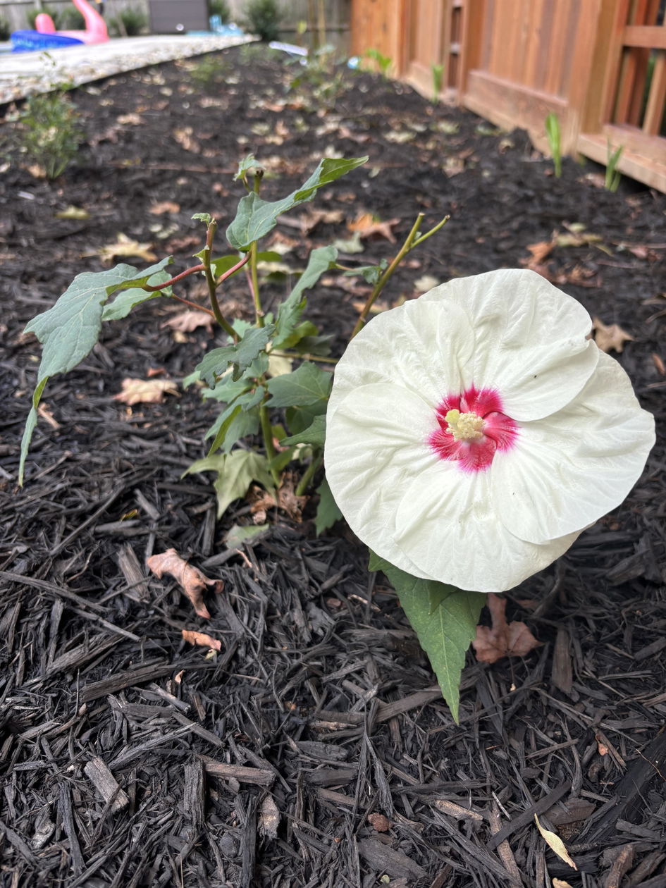 Summerific® 'French Vanilla' Perennial Hibiscus – Great Garden Plants