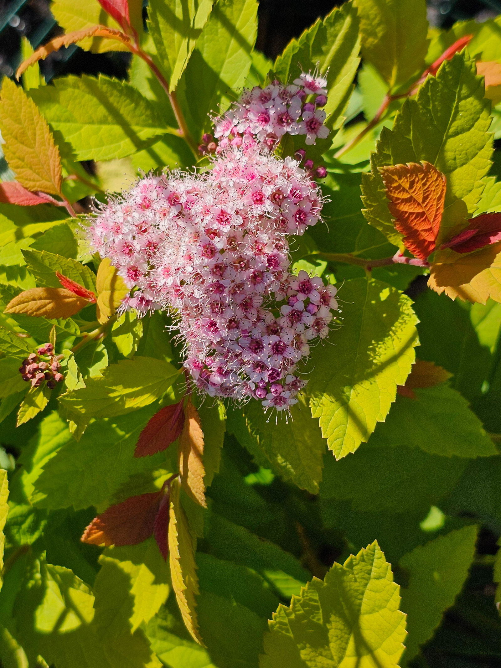 Double Play Big Bang® Spirea | Proven Winners – Great Garden Plants