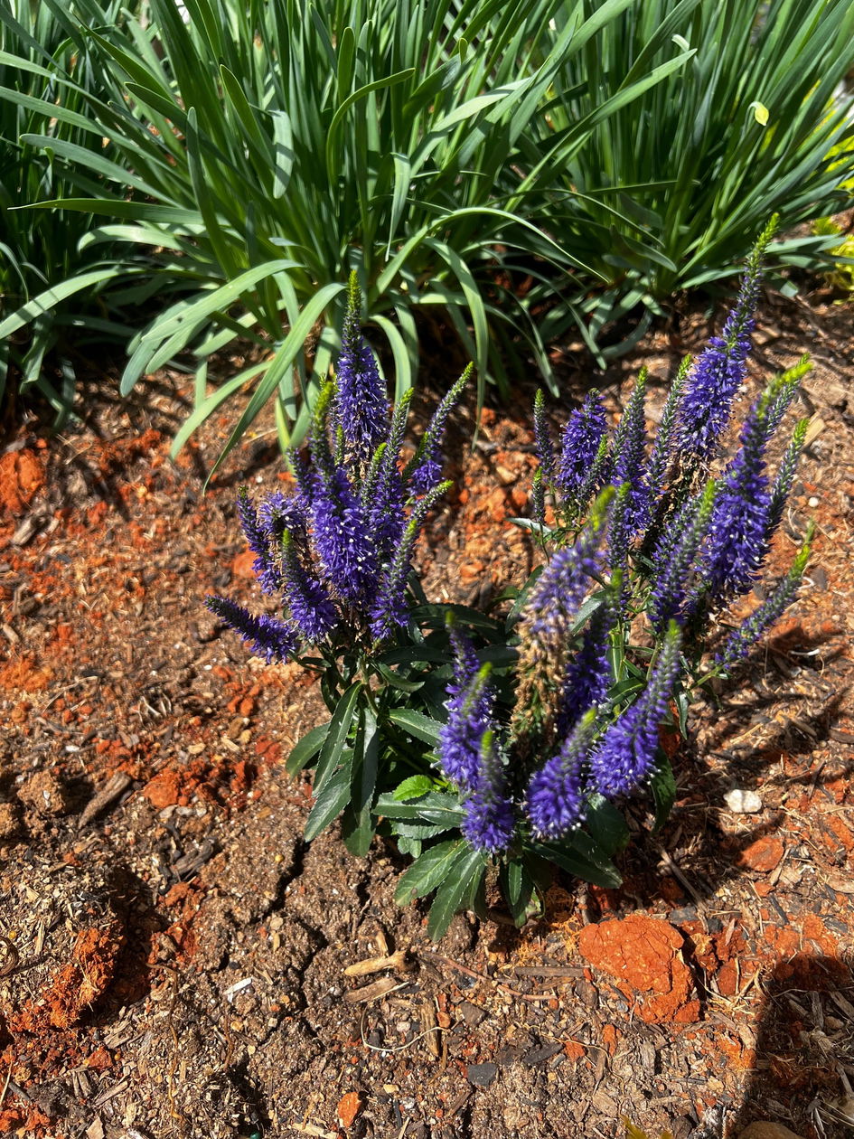 Magic Show® 'Ever After' Spike Speedwell | Proven Winners – Great