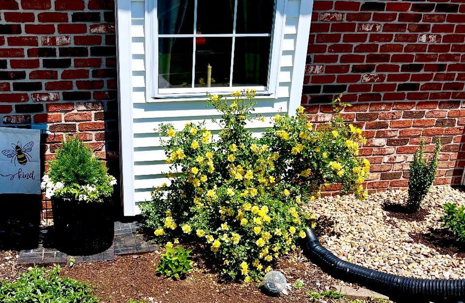 Oso Easy Lemon Zest® Rose For Sale | Proven Winners – Great Garden