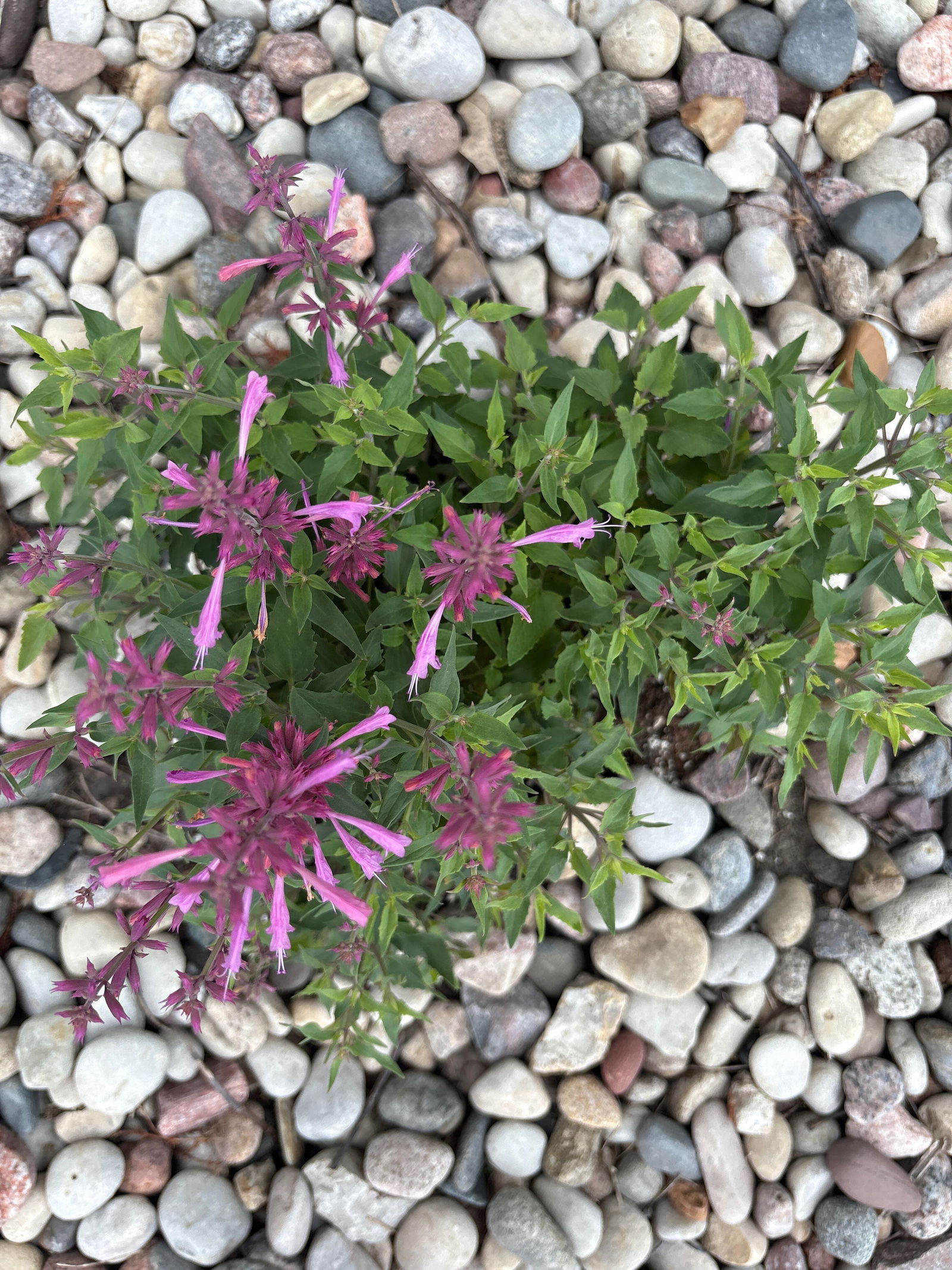 Rosie Posie' Hummingbird Mint | Perennials – Great Garden Plants