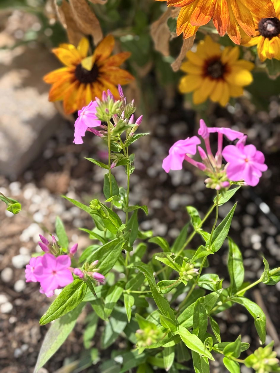 Opening Act Ultrapink' Hybrid Phlox For Sale | Perennials – Great