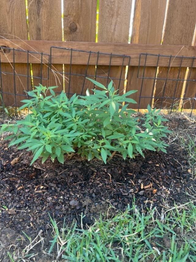 Rock Steady™ Chaste Tree For Sale | Proven Winners – Great Garden