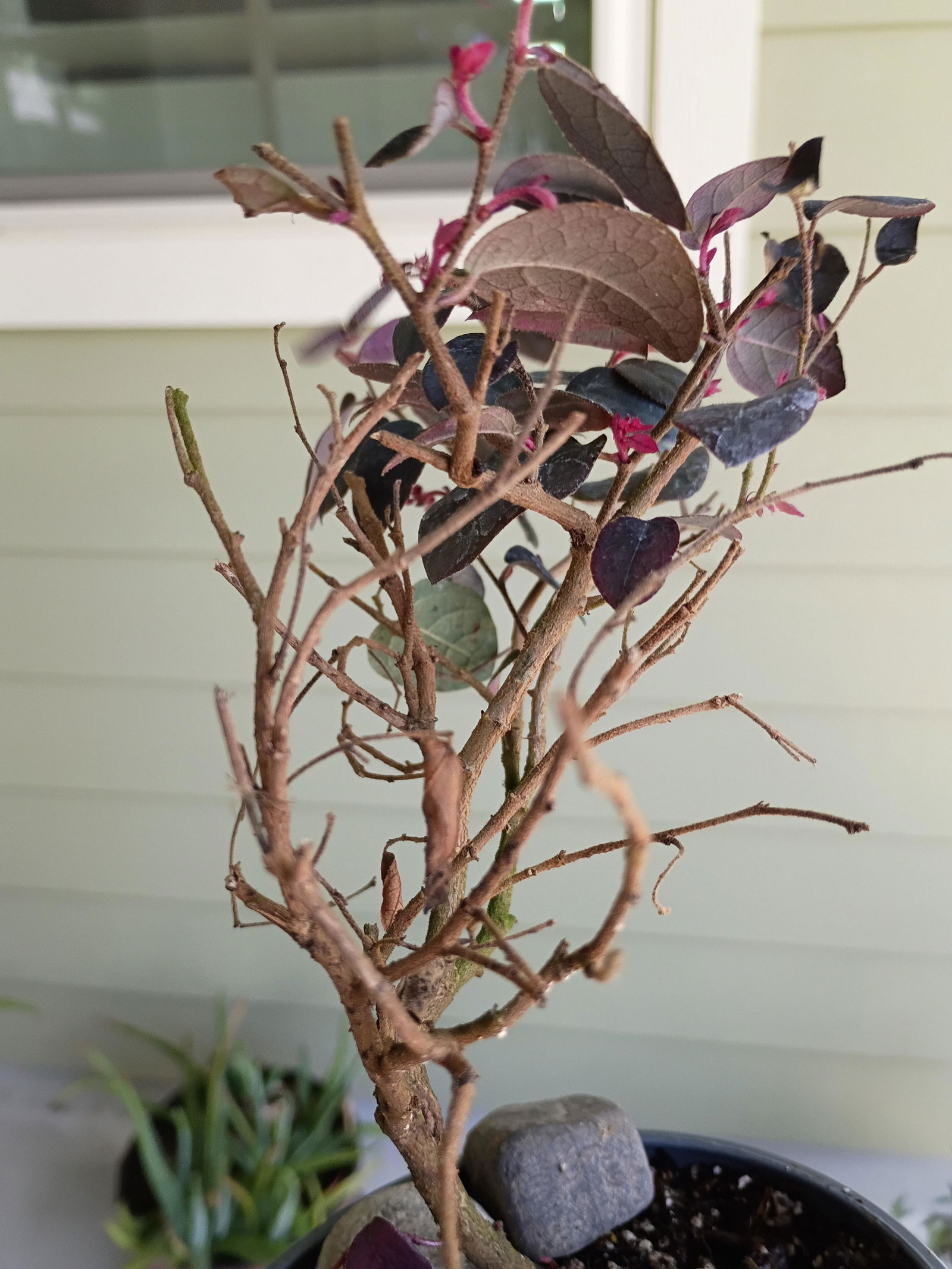 Jazz Hands Mini® Chinese Fringe-Flower | Proven Winners – Great