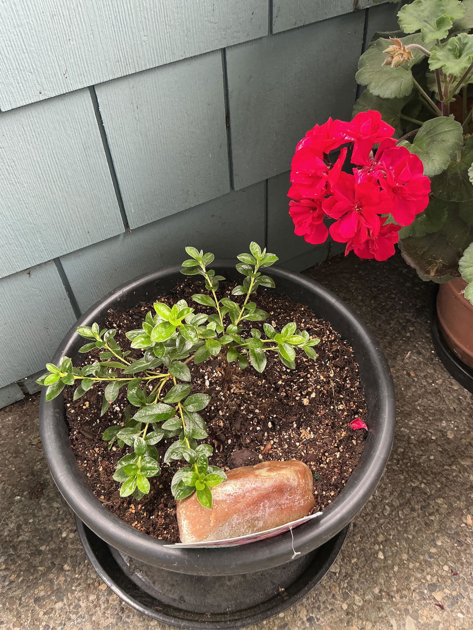Perfecto Mundo Pink Carpet™ Reblooming Azalea | Proven Winners