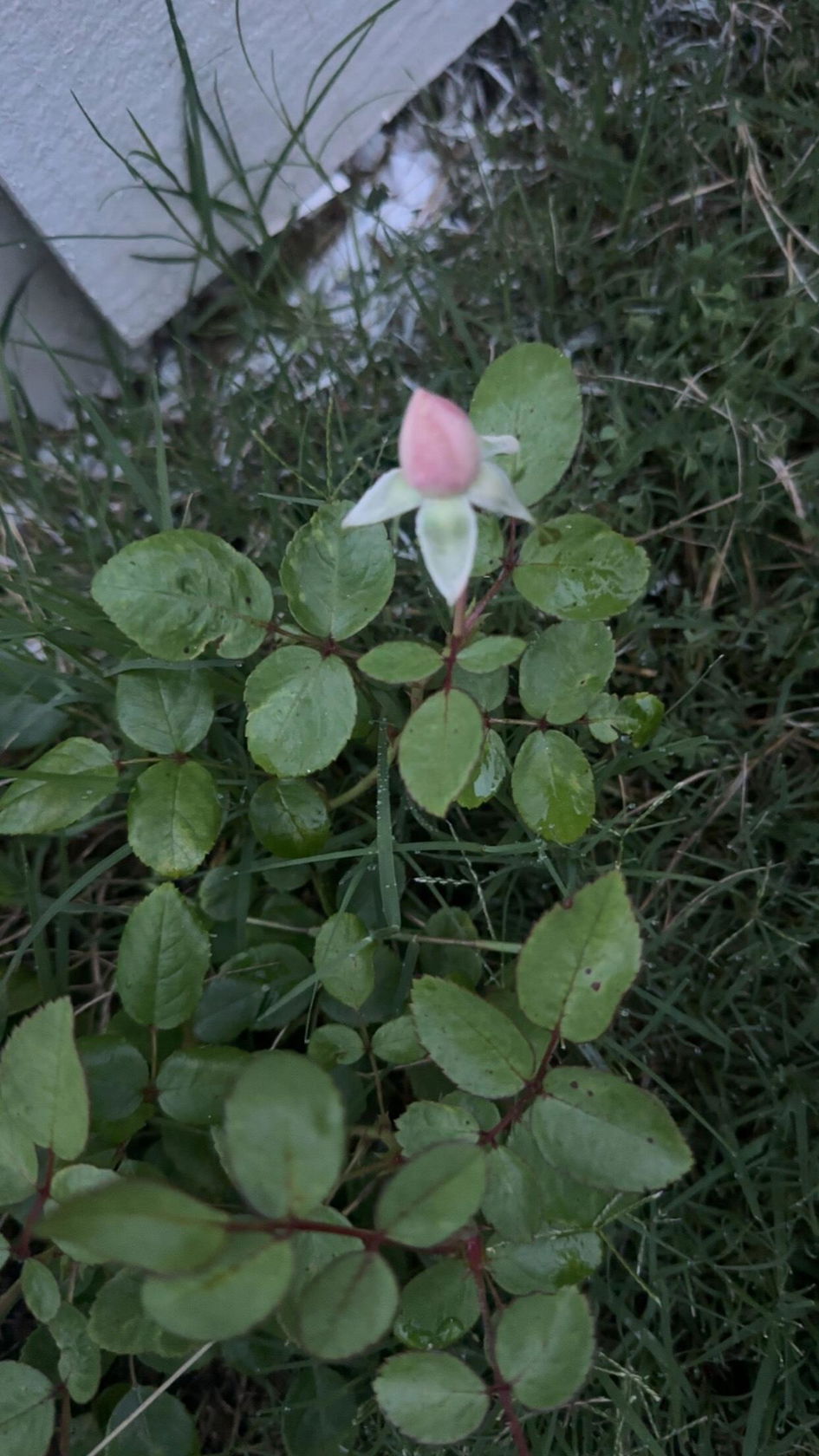 New Dawn' Climbing Rose For Sale | Vines & Climbers – Great Garden