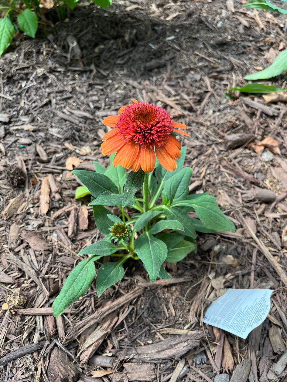 Double Dipped™ 'Jamberry' Coneflower (Echinacea) – Great Garden Plants
