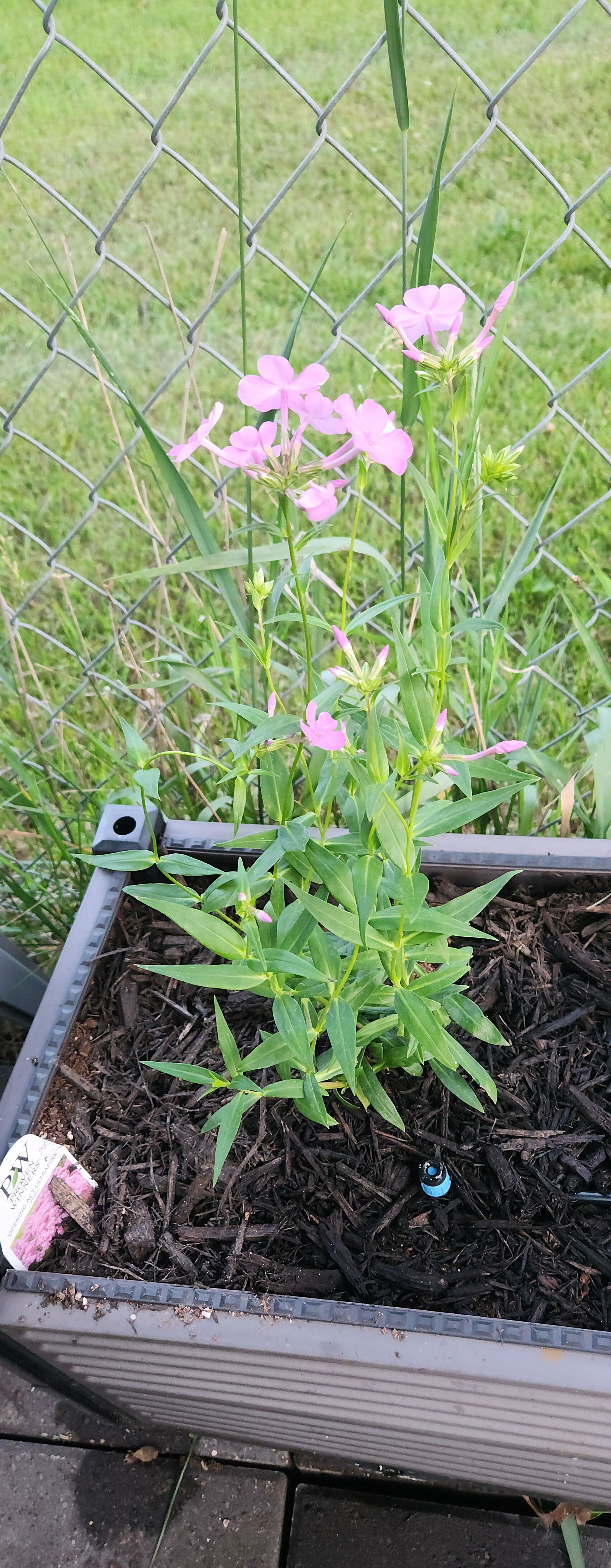 Opening Act Ultrapink' Hybrid Phlox For Sale | Perennials – Great