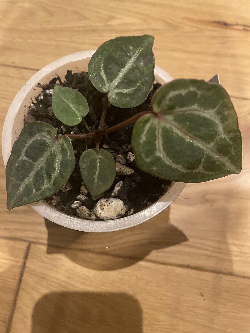 Anthurium Red Crystallinum (NSE x Tezula) | Plants | GrowTropicals.com