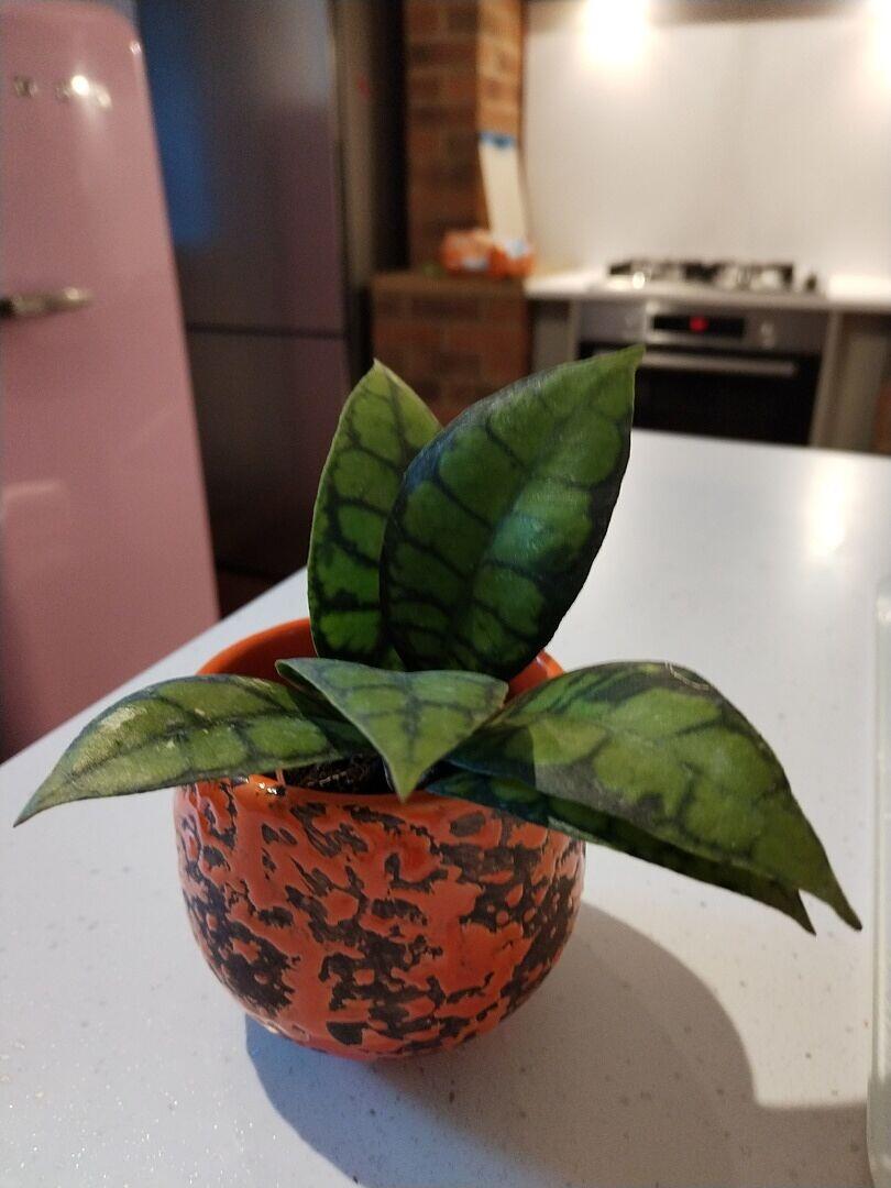 Hoya callistophylla 'Black Cat' | Plants | GrowTropicals.com