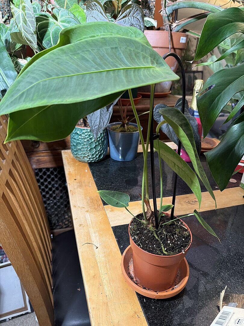 Anthurium peltigerum | Plants | GrowTropicals.com