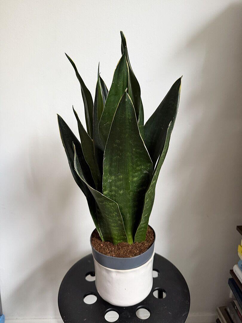 Sansevieria trifasciata 'Black Diamond' | Indoor Plants and