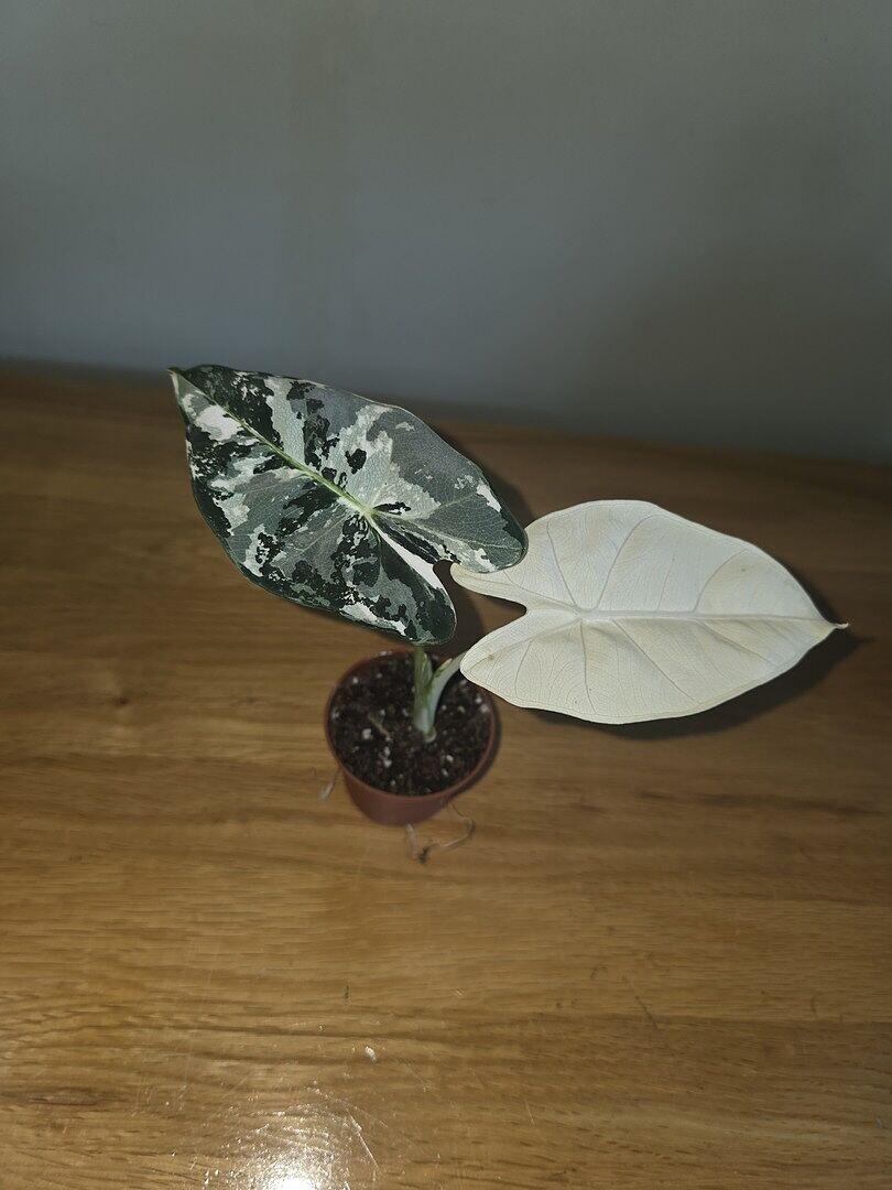 Alocasia 'Frydek' Variegata | Plants | GrowTropicals.com