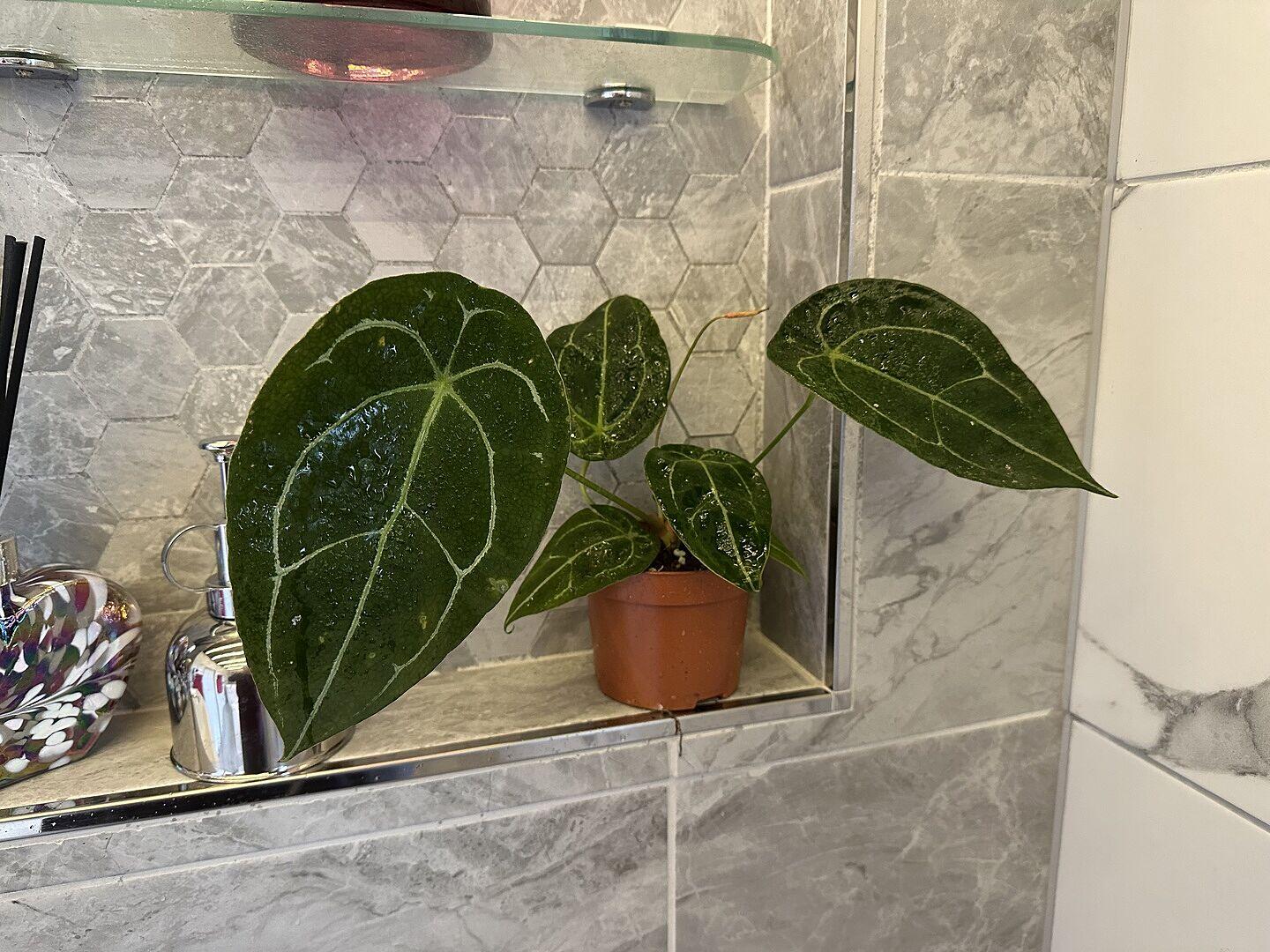 Anthurium forgetii 'Silver Stripes' | Plants | GrowTropicals.com