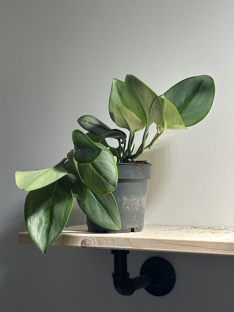 Scindapsus treubii 'moonlight' | Plants | GrowTropicals.com
