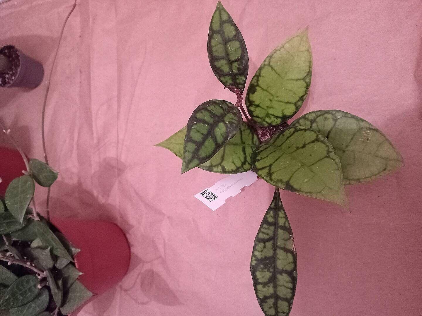 Hoya callistophylla 'Black Cat' | Plants | GrowTropicals.com