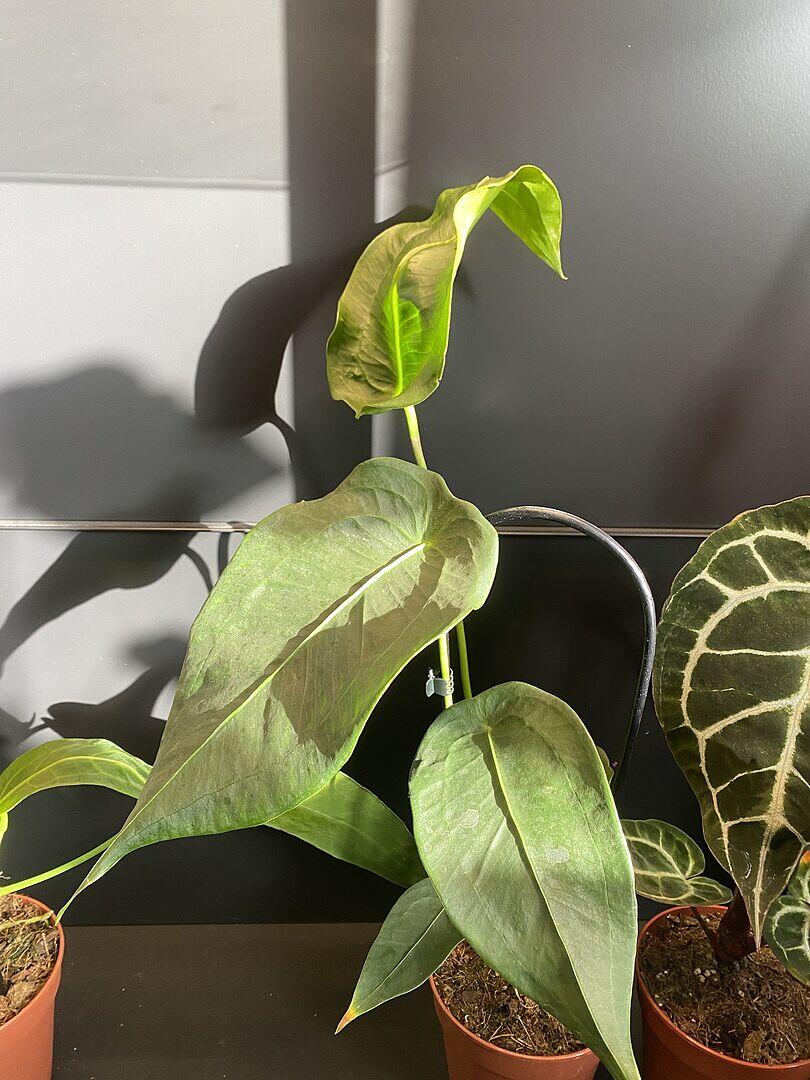 Anthurium peltigerum | Plants | GrowTropicals.com