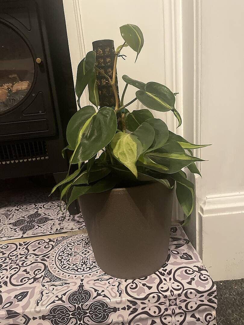 Philodendron scandens 'Brasil' | Plants | GrowTropicals.com