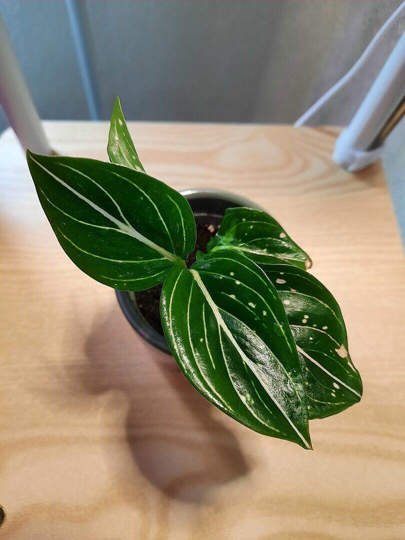Aglaonema commutatum 'Tom's Pride' | Plants | GrowTropicals.com