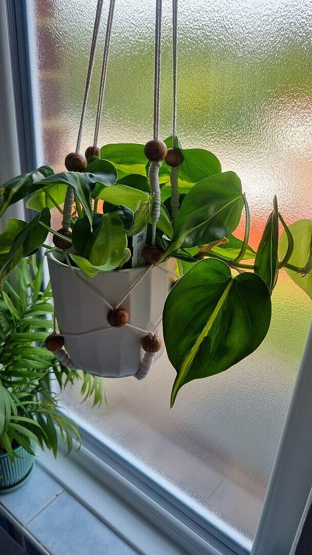 Philodendron scandens 'Brasil' | Plants | GrowTropicals.com