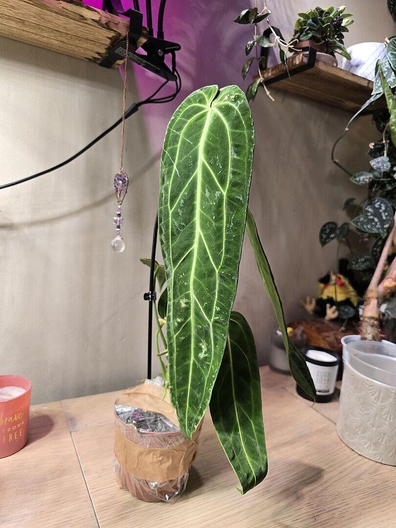 Anthurium warocqueanum | Plants | GrowTropicals.com