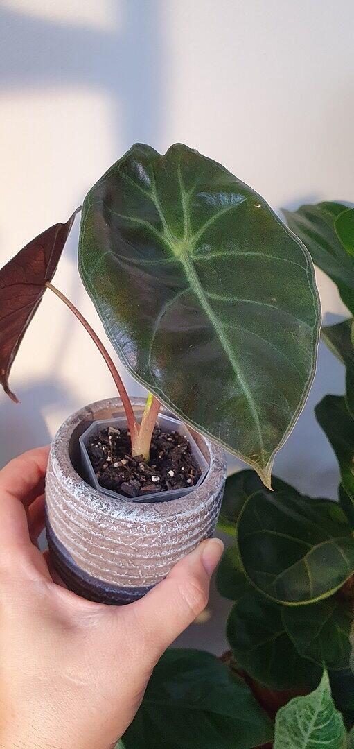 Alocasia suhirmaniana Red Petiole | Plants | GrowTropicals.com
