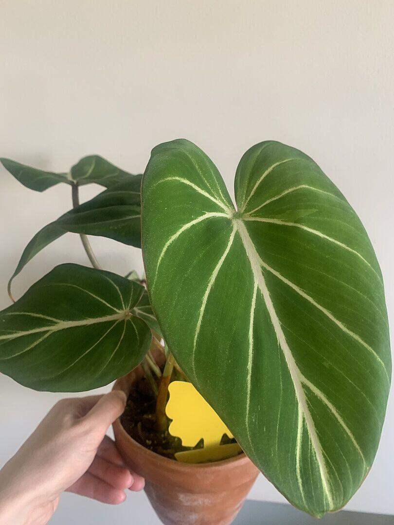 Philodendron gloriosum | Plants | GrowTropicals.com