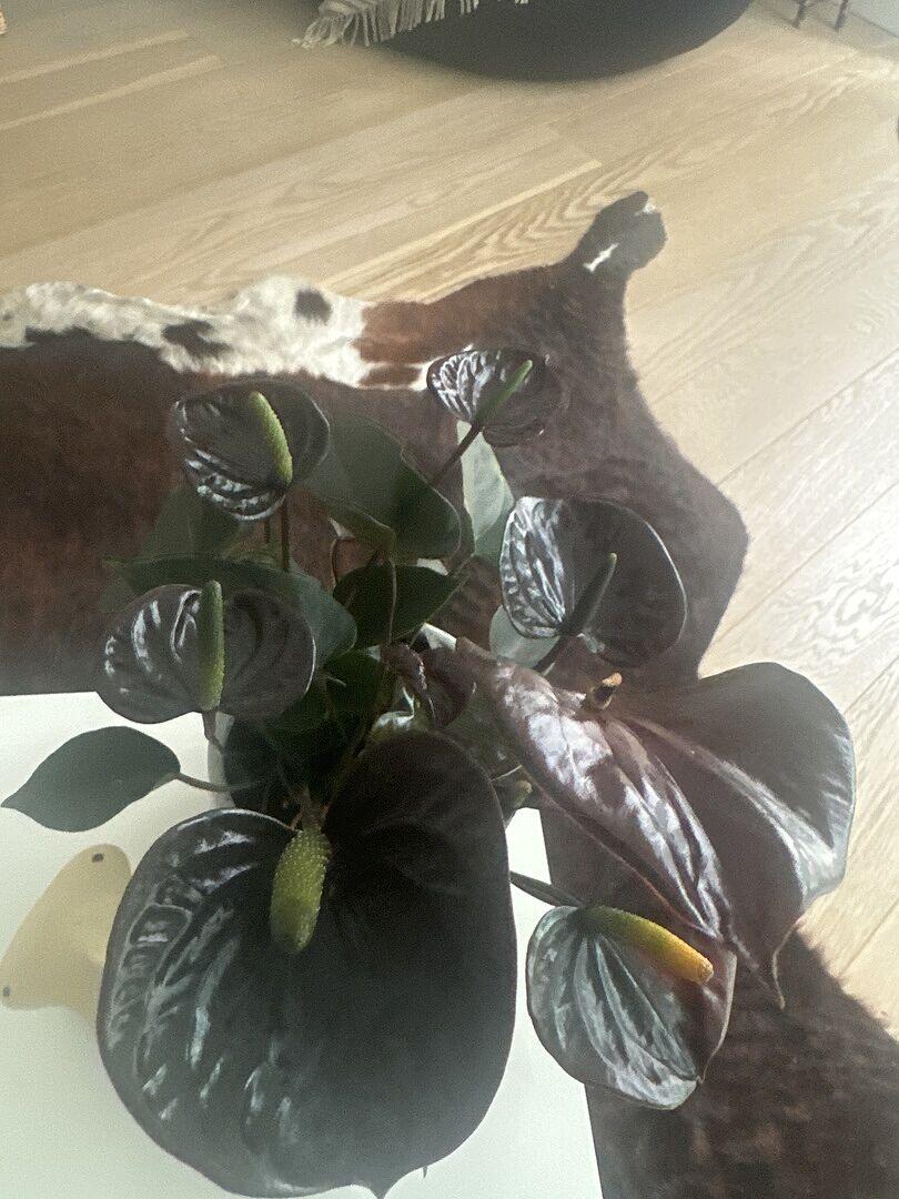 Anthurium andraeanum x 'Black Love' | Plants | GrowTropicals.com
