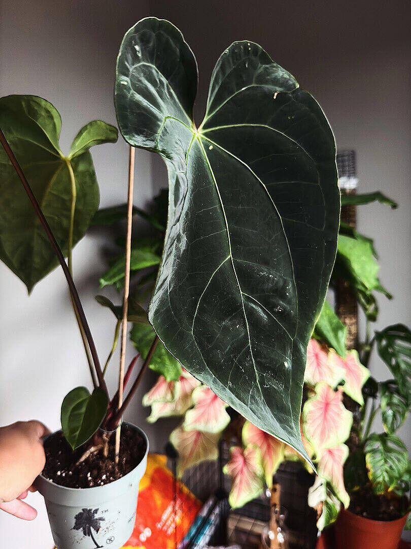Anthurium Magnificum x Dark Phoenix | Plants | GrowTropicals.com