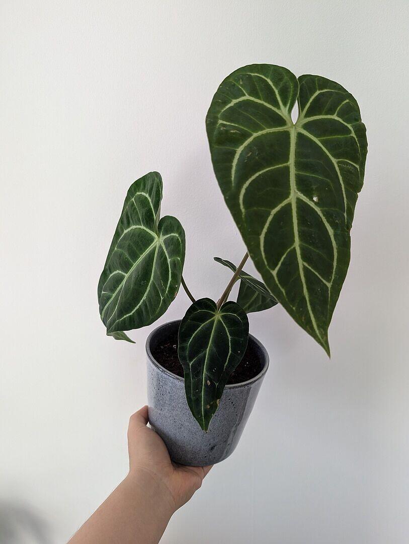 Anthurium regale | Plants | GrowTropicals.com