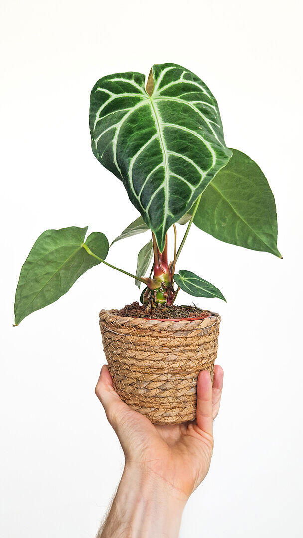 Anthurium crystallinum x regale | Plants | GrowTropicals.com