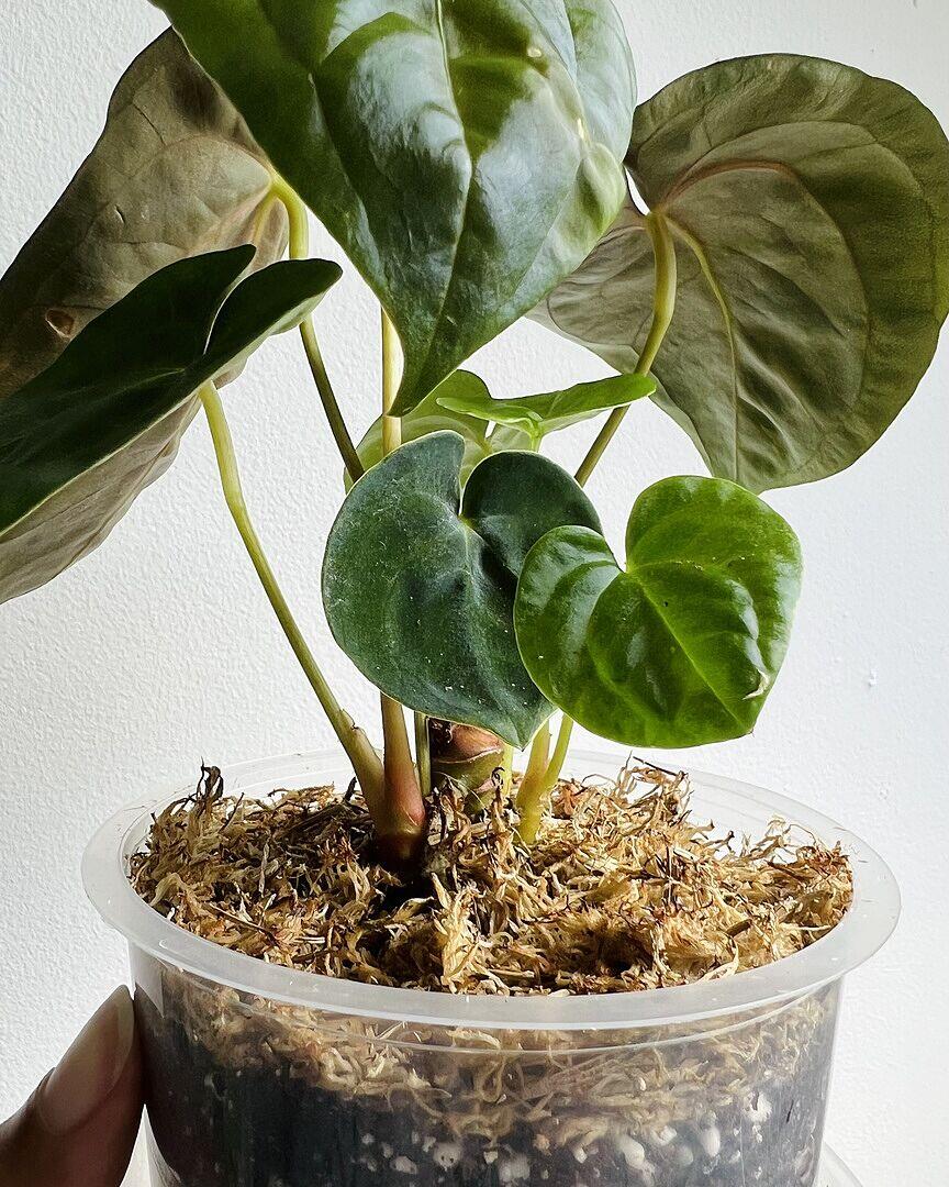 Aglaonema commutatum 'Tom's Pride' | Plants | GrowTropicals.com