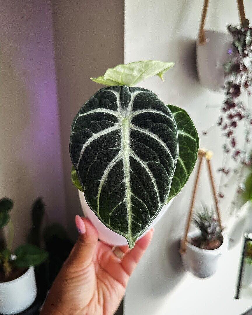 Alocasia Ninja | Plants | GrowTropicals.com